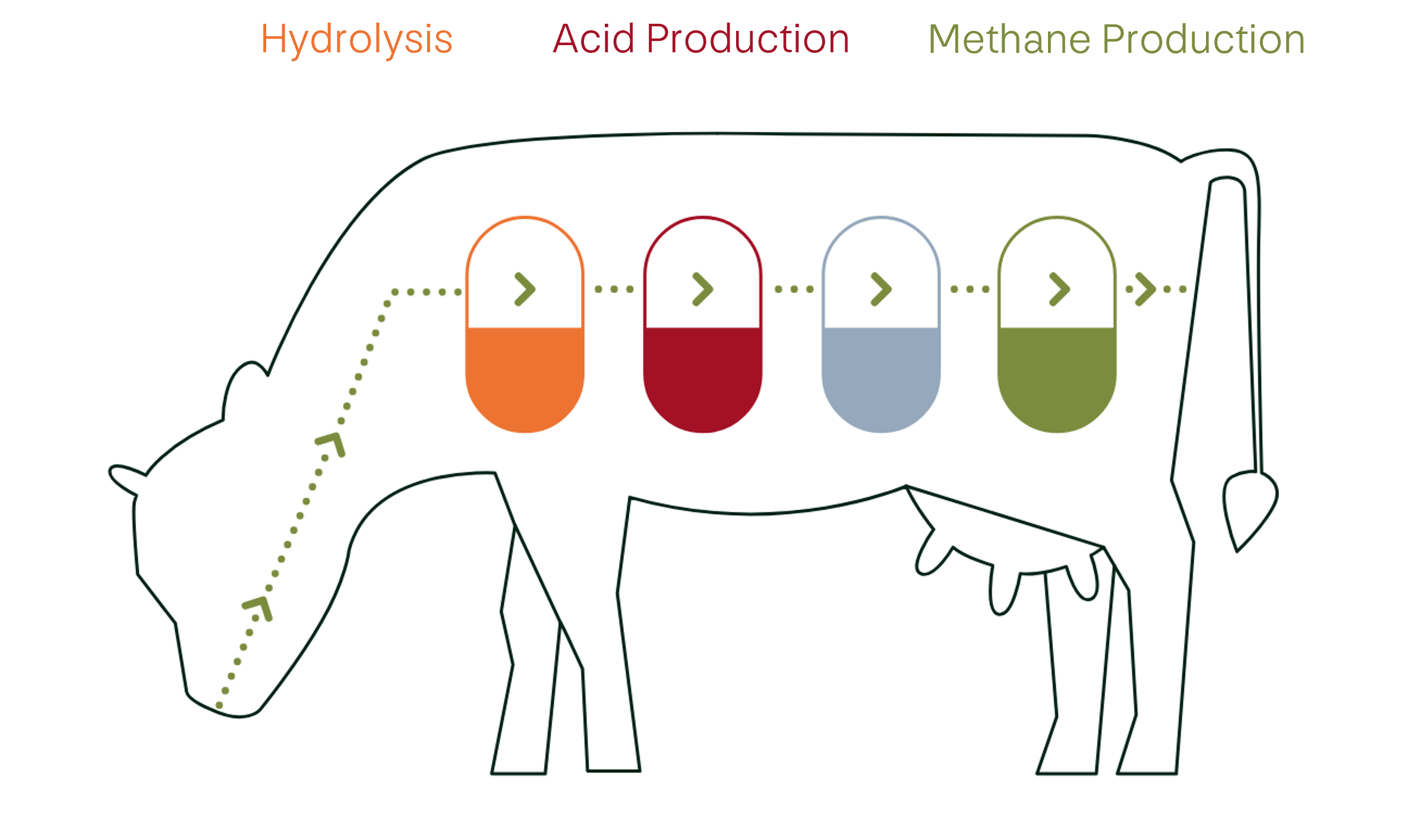 Industrially Replicating The Market Leader In Digestion: The Cow.​